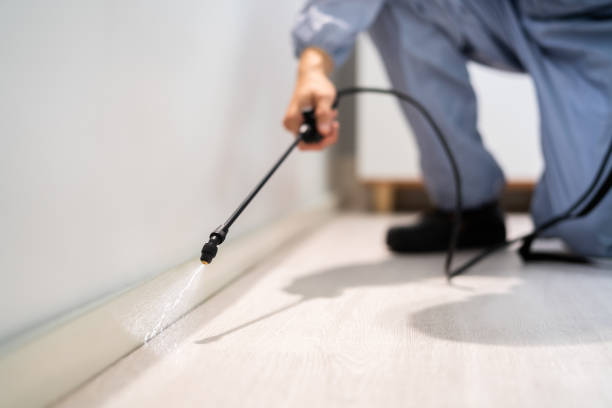 Licensed Wasp Removal service in Jerseyville, IL - Show Me Pest Control