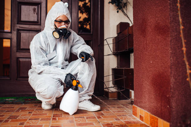 Reliable Wasp Removal contractor in Jerseyville, IL by Show Me Pest Control